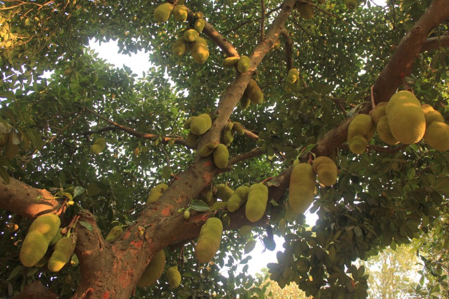 Cupuacu что это