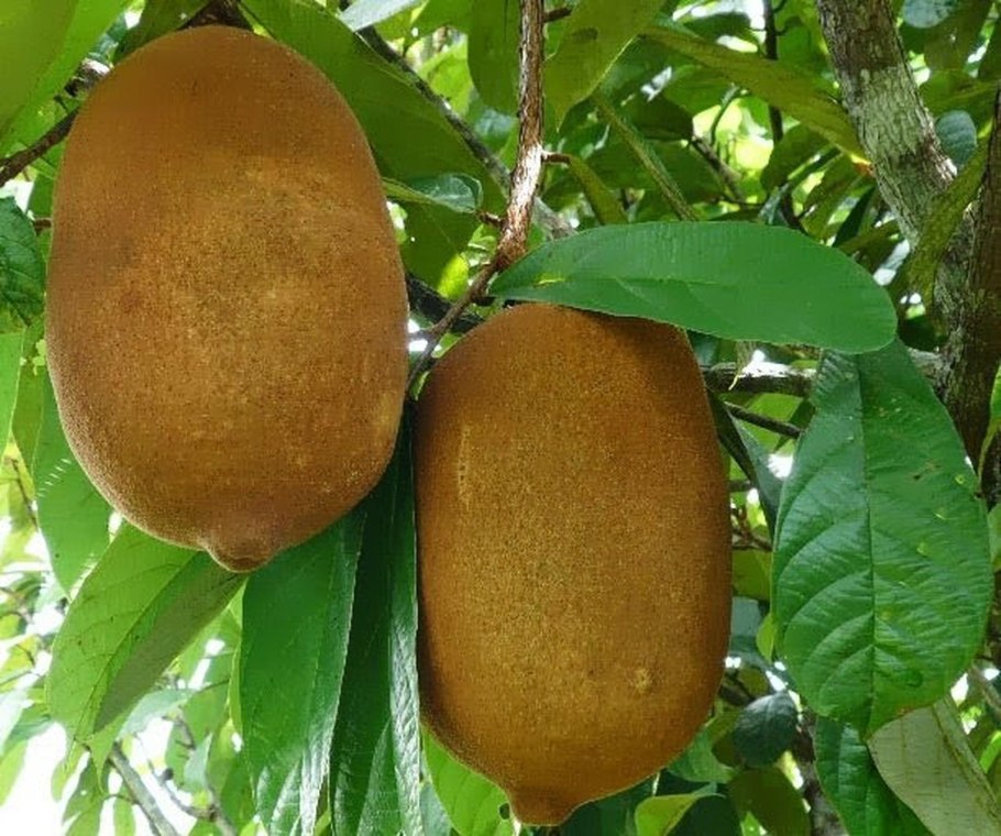 Купуасу плод