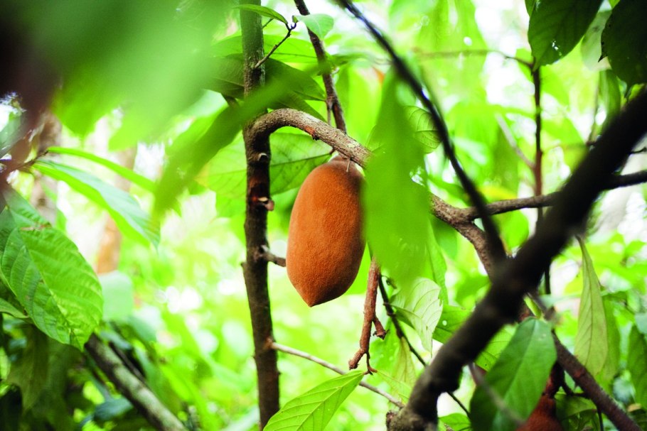 Купуасу дерево фото