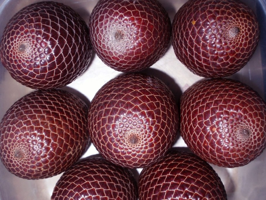 Купуасу дерево