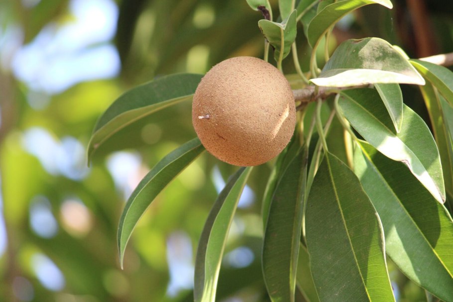 Theobroma grandiflorum