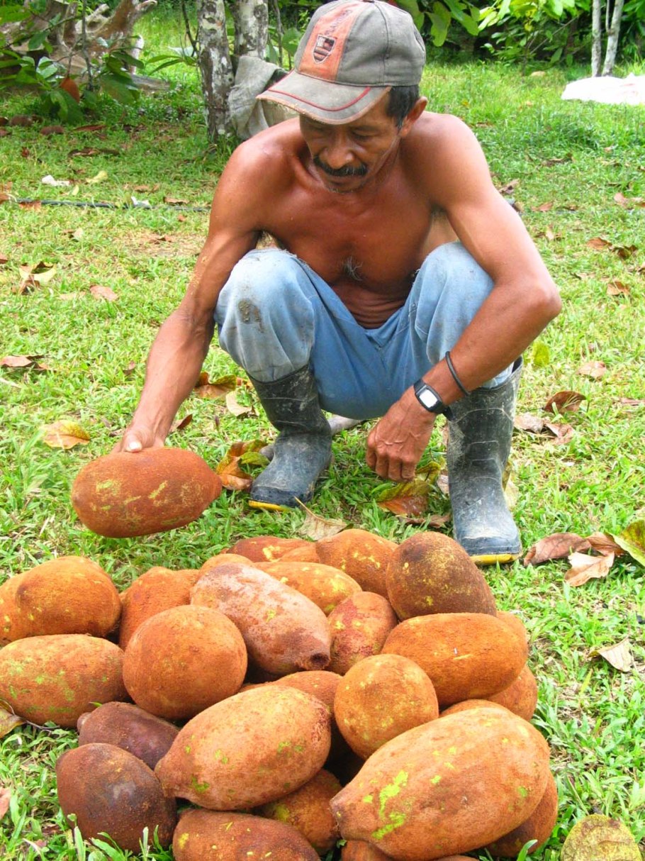 Купуасу плод