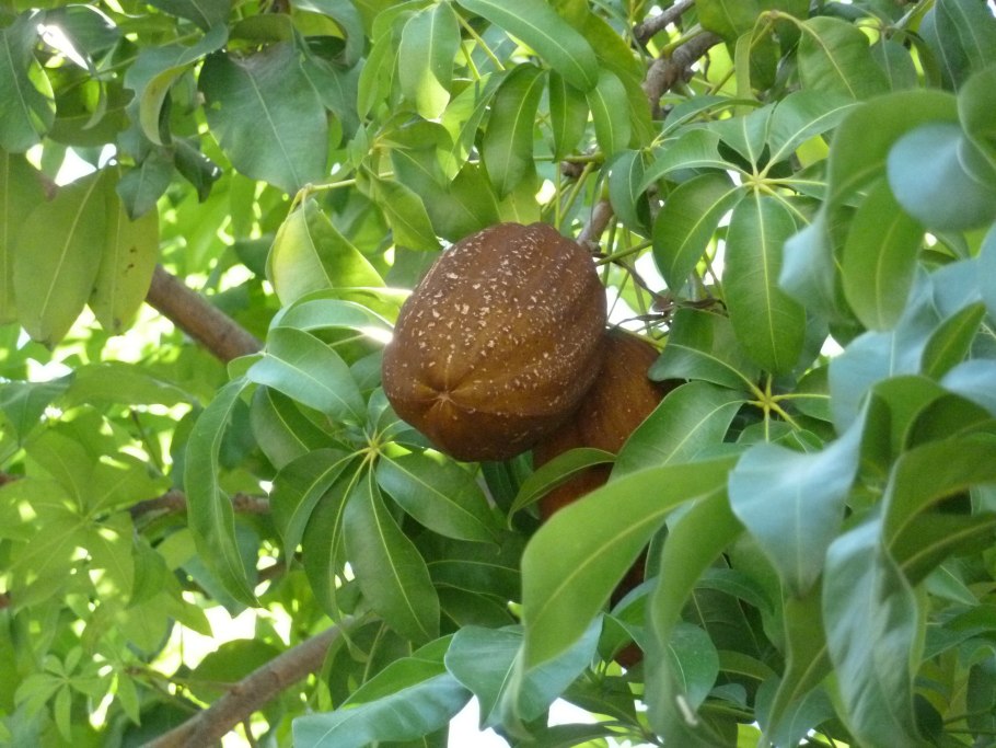 Купуасу на белом фоне