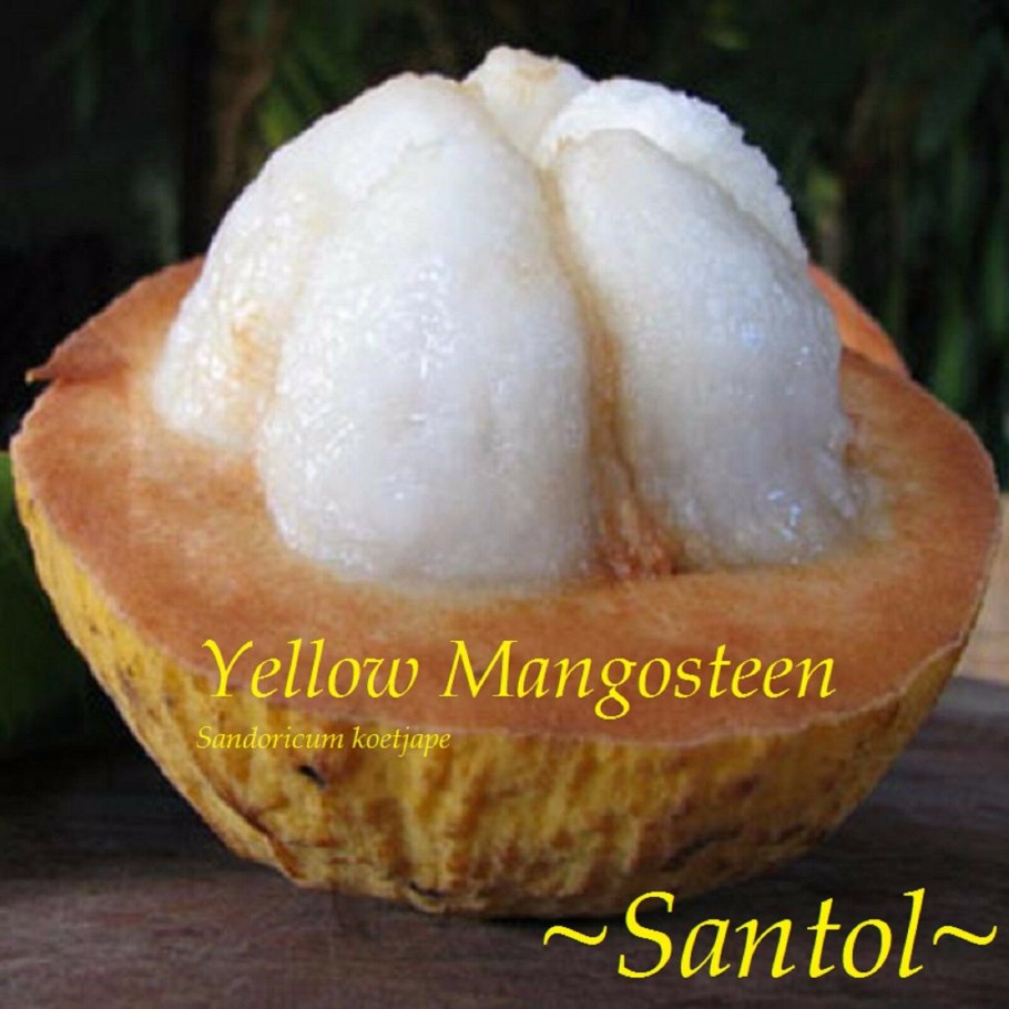 Чико фрукт Индия