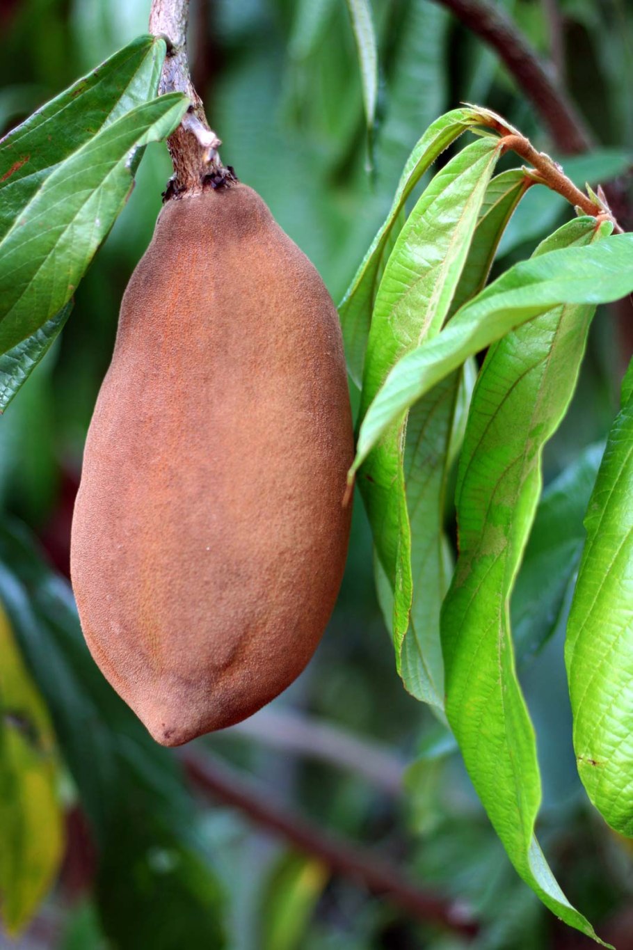 Купуасу дерево