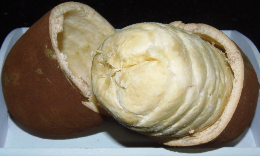 Купуасу растение