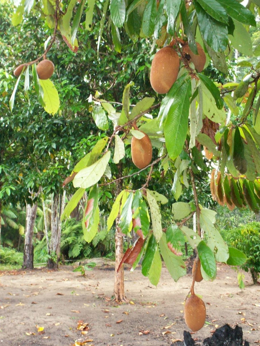 Купуасу (Cupuaçu)