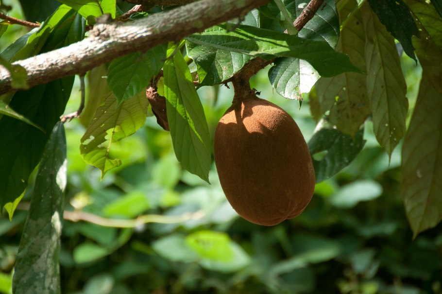 Купуасу Питанга