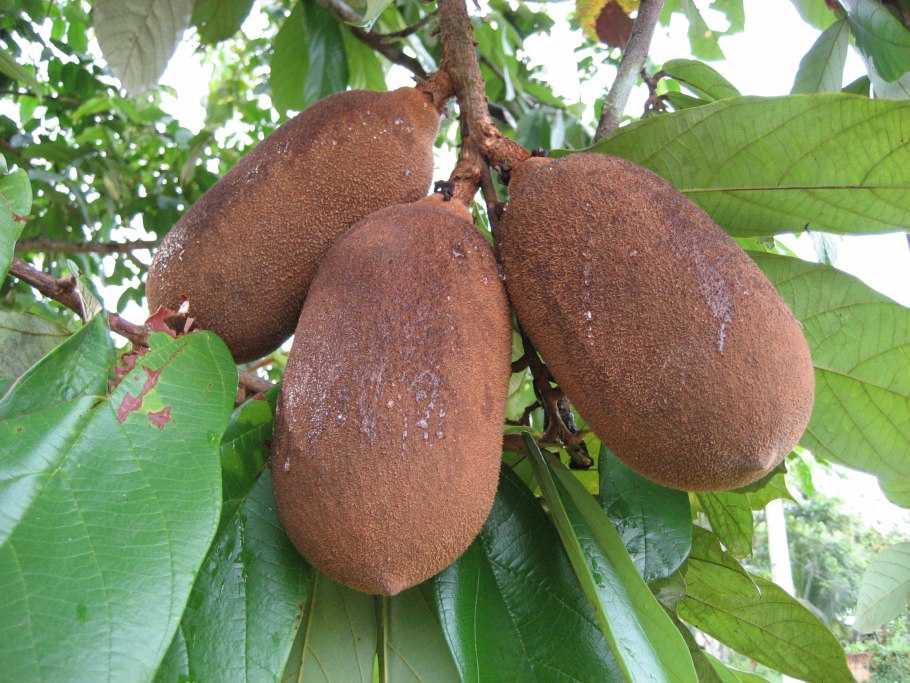 Купуасу фрукт