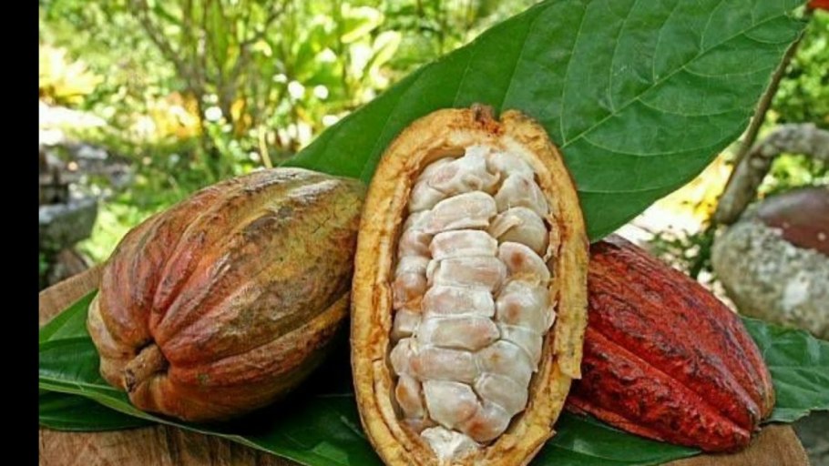 Купуасу дерево