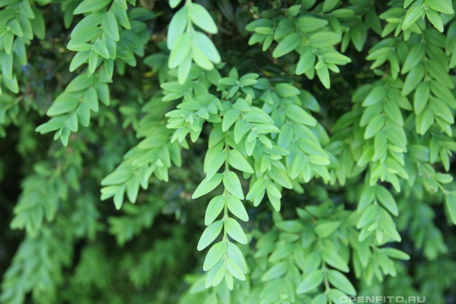 Самшит — Buxus colchica