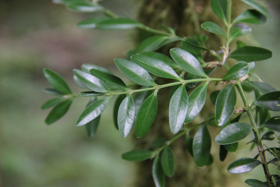 Самшит гирканский