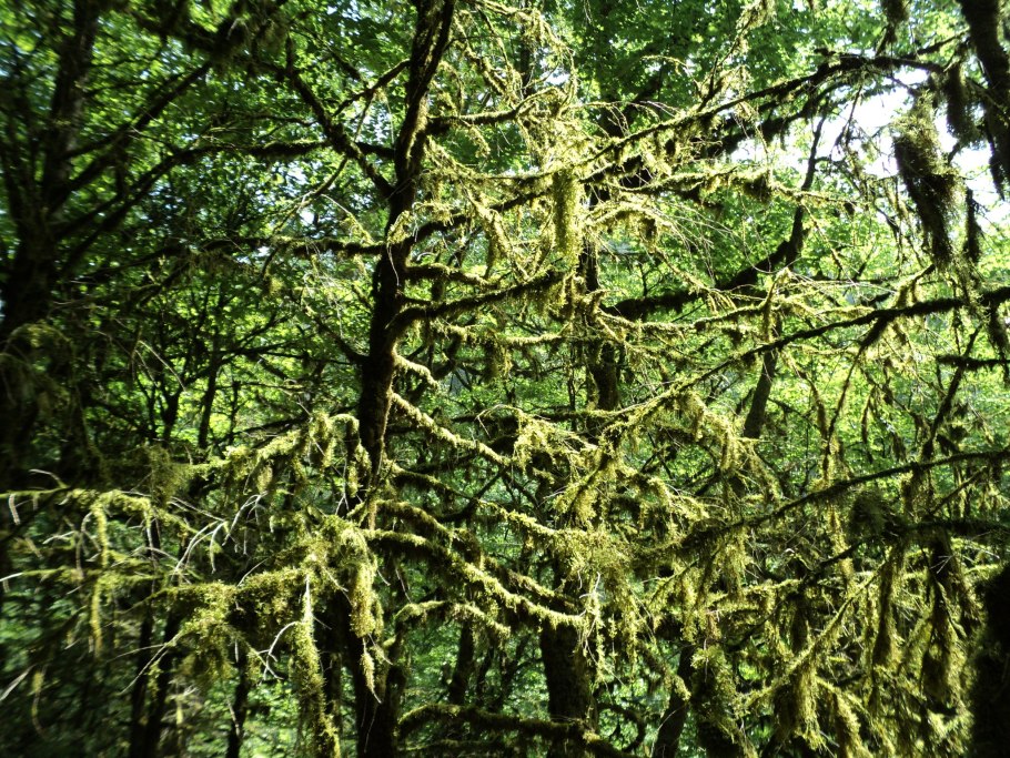 Самшит — Buxus colchica