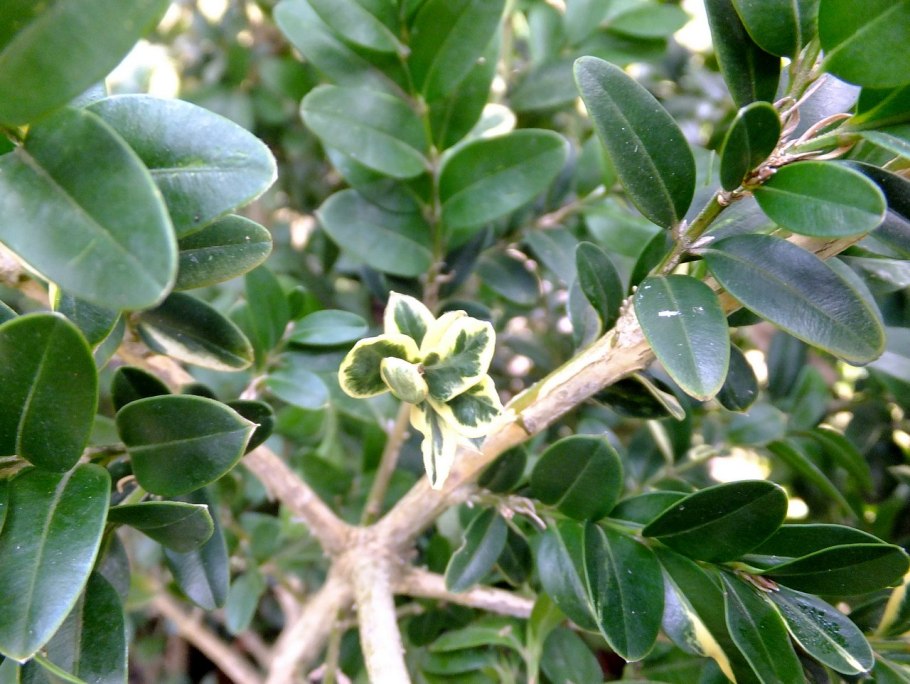 Самшит колхидский (Buxus colchica)
