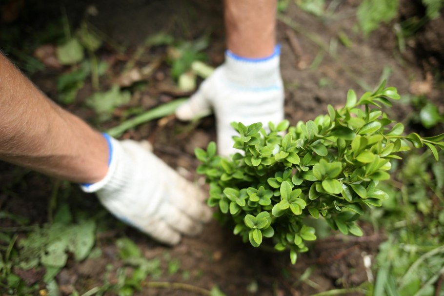 Самшит колхидский кустарник