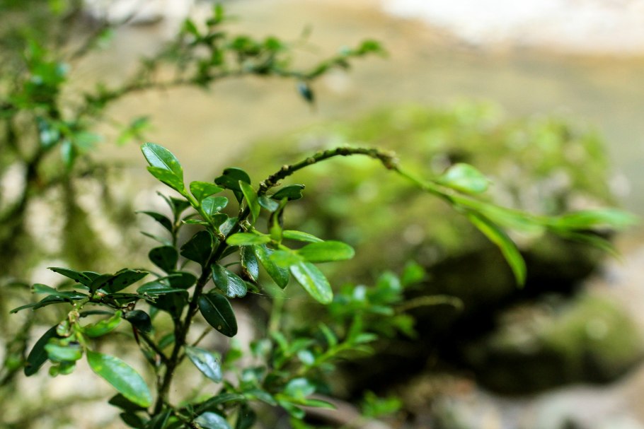 Тисо Самшитовая роща Хоста