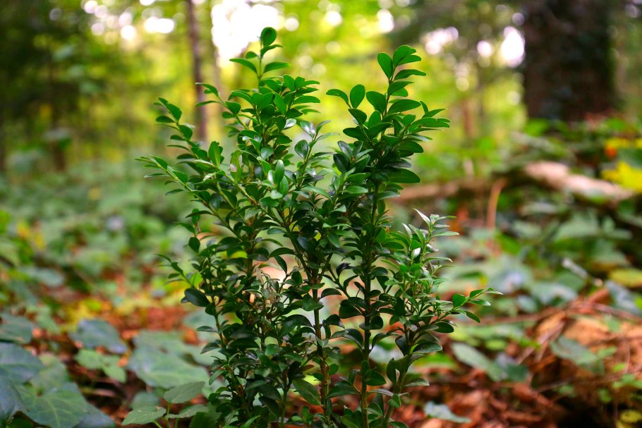 Самшит мелколистный Винтер джем