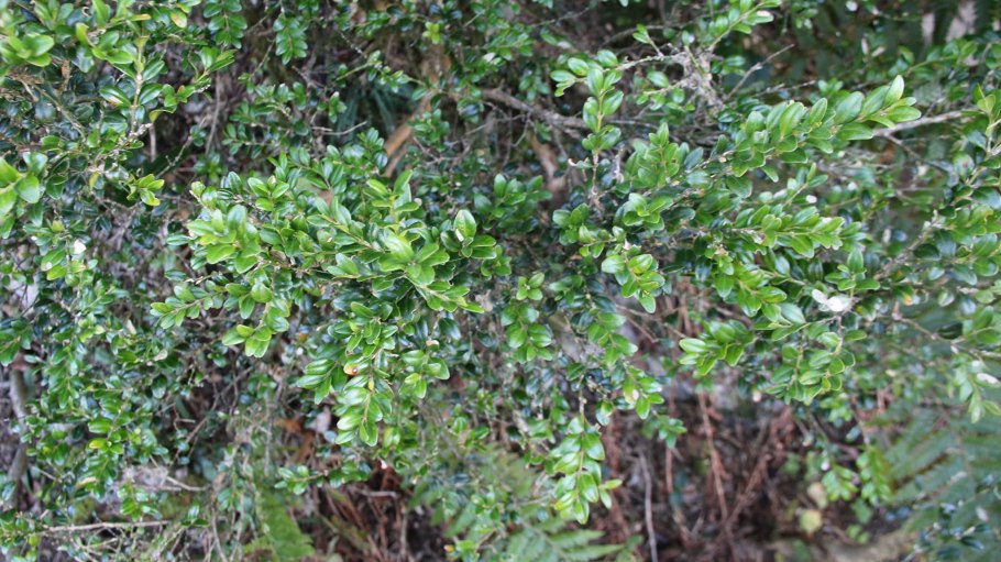 Самшит гирканский