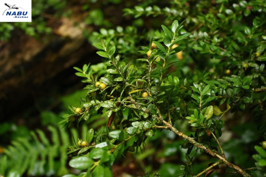 Самшит колхидский (Buxus colchica)