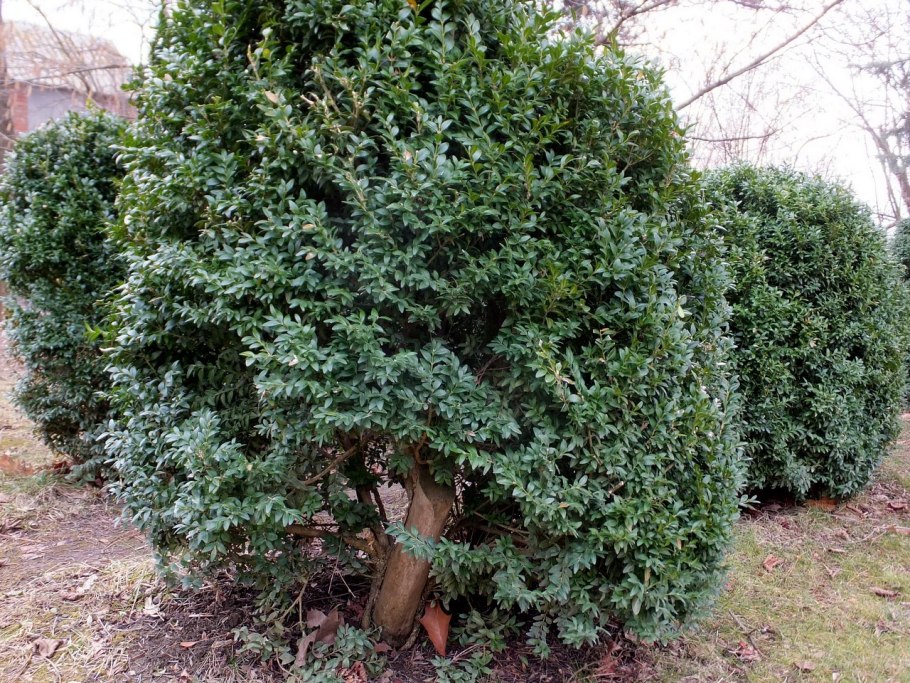 Самшит винтер джем