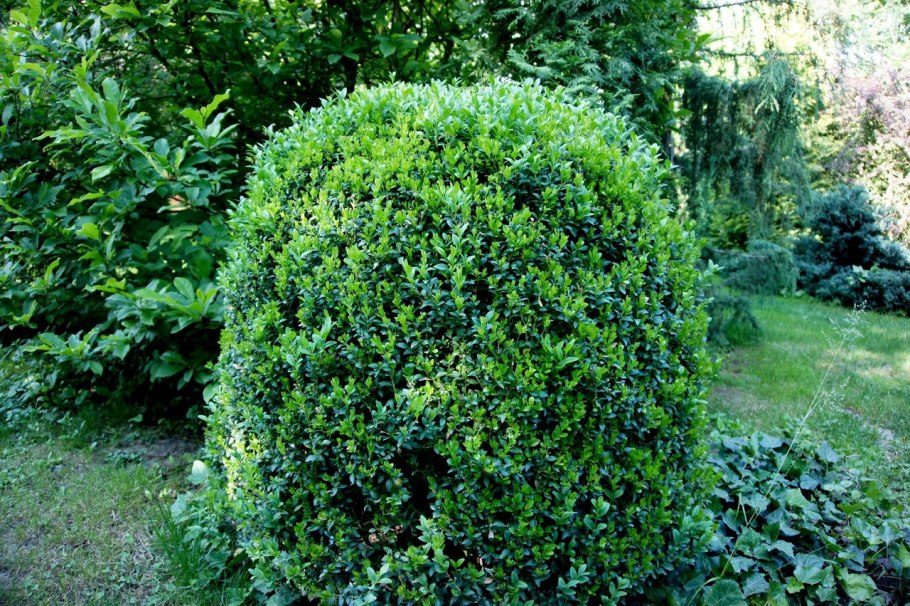 Самшит колхидский Buxus colchica Pojark.