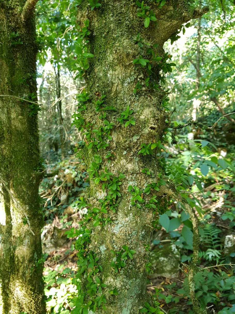 Самшит колхидский роща