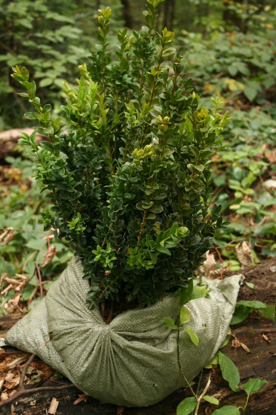 Самшитовый лес Абхазия