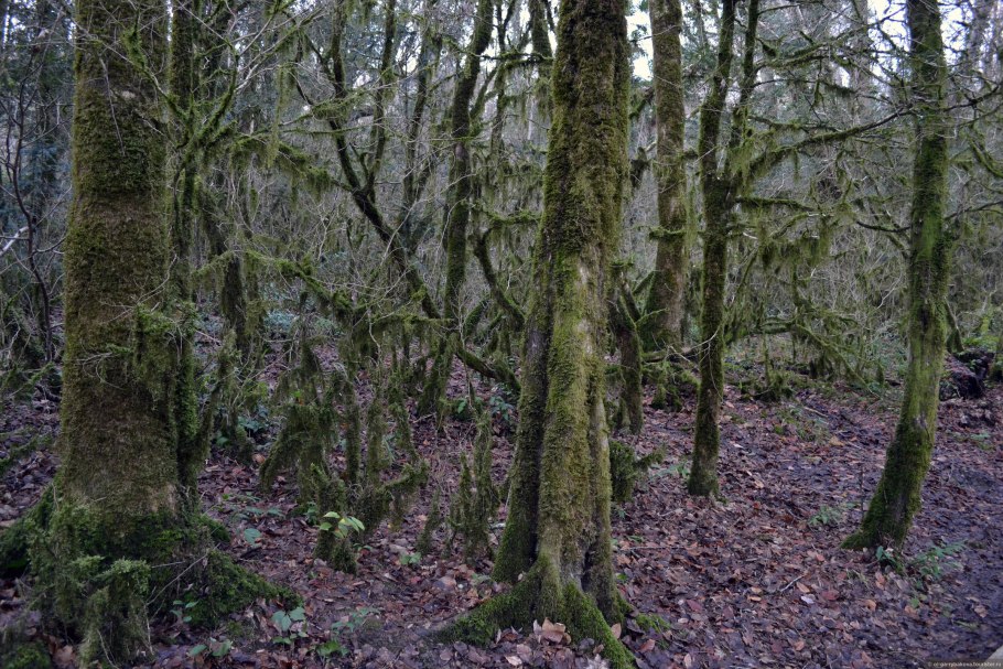 Национальный парк тисо-самшитовая роща