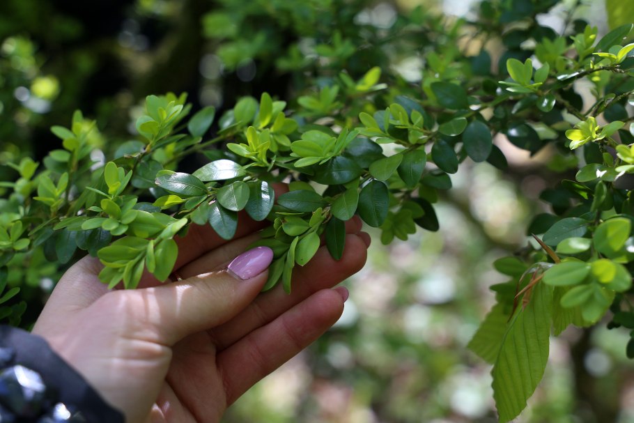 Самшит железное дерево