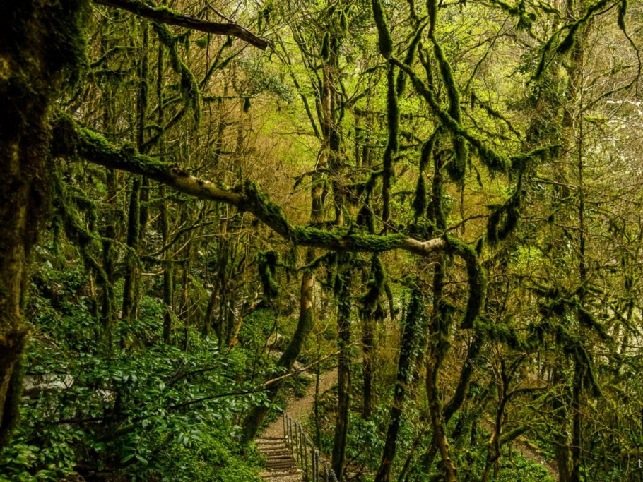 Самшит — Buxus colchica