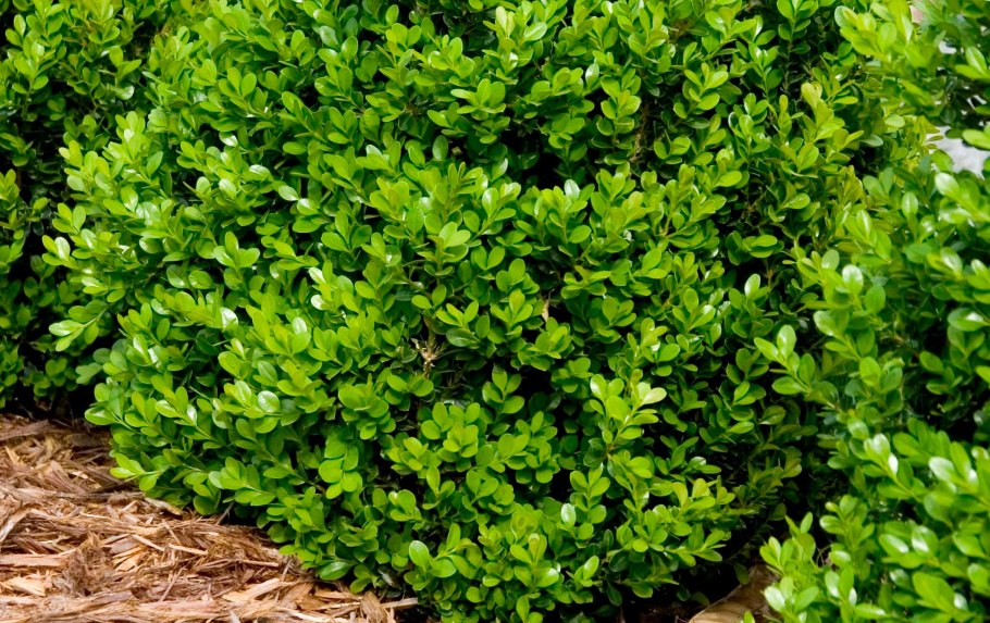 Самшит колхидский Buxus colchica Pojark.