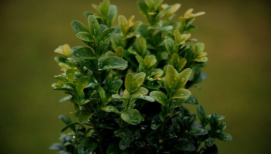 Самшит колхидский Сочи