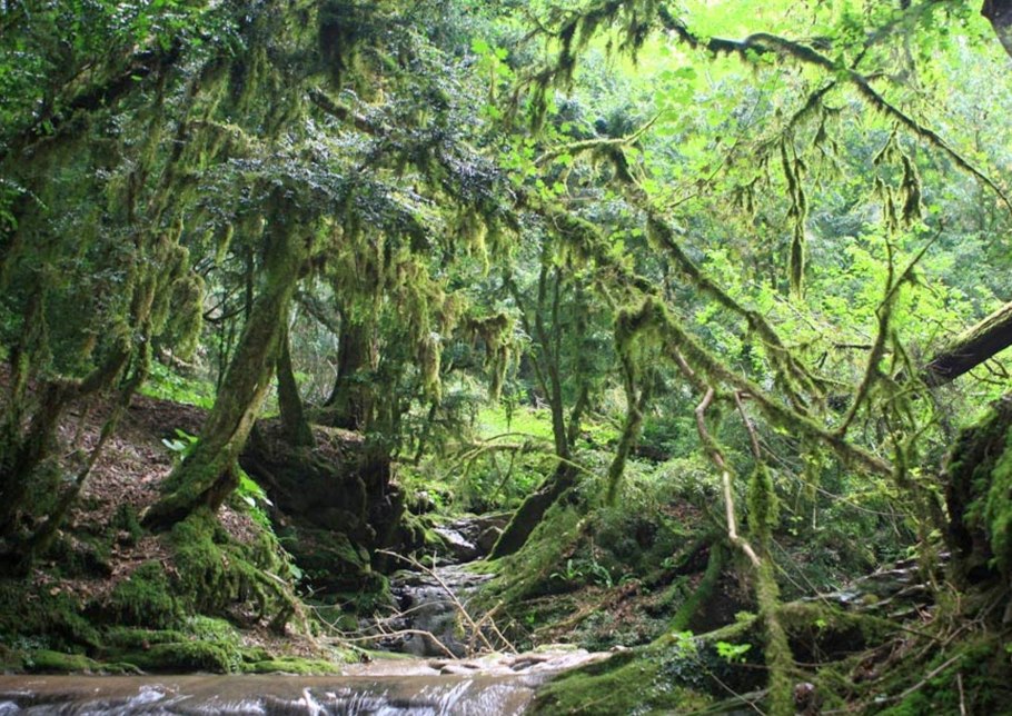 Самшит реликтовое растение