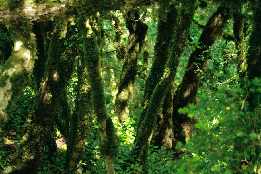 Самшит bullata