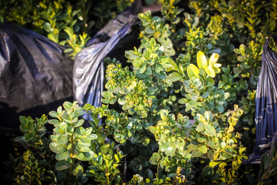 Самшит колхидский дерево