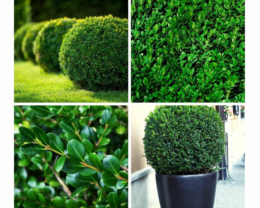 Самшит колхидский дерево