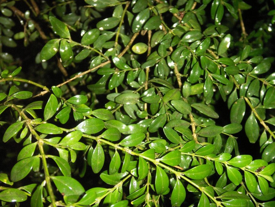 Buxus sempervirens latifolia maculata