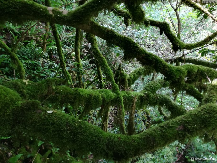 Самшит вечнозеленый шаровидный