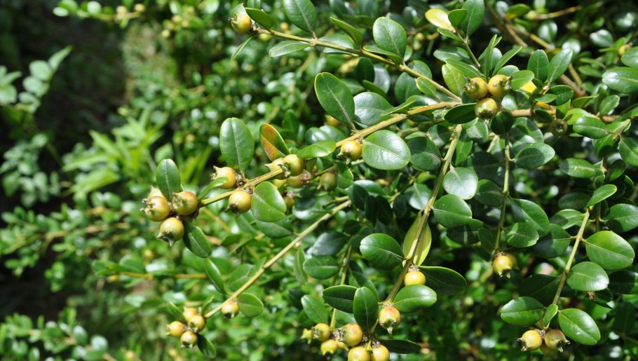 Buxus colchica