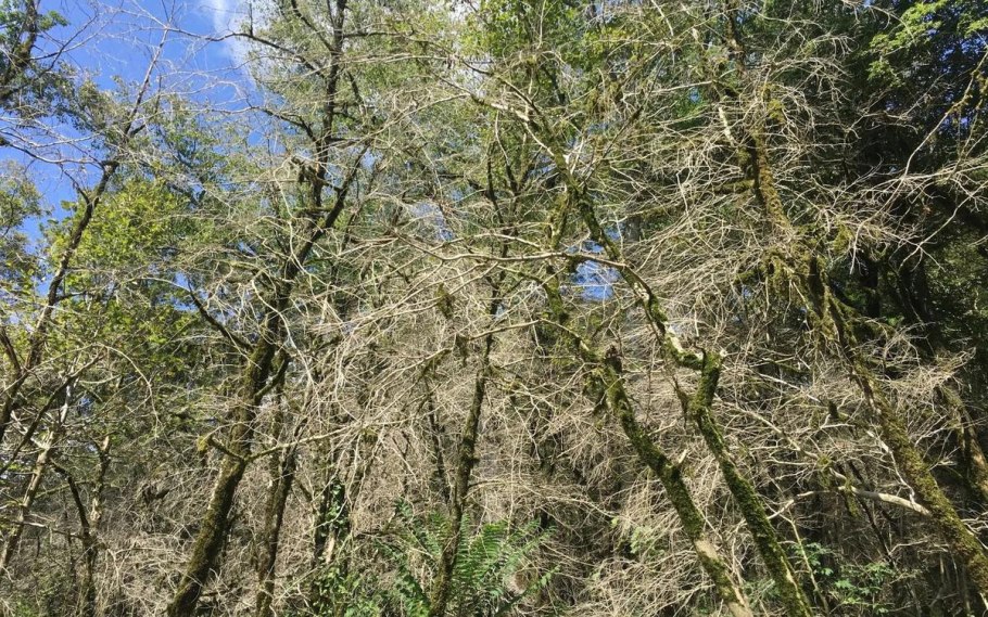 Самшит колхидский дерево