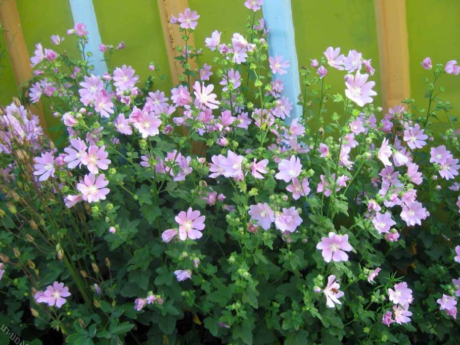 Лаватера тюрингенская