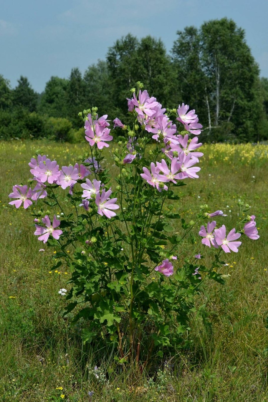 Хатьма тюркская