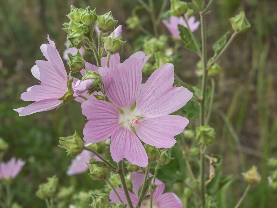Дикая Мальва просвирник