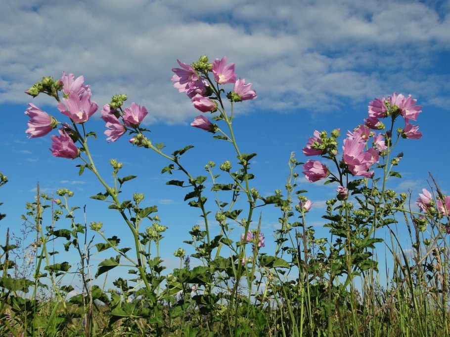 Хатьма обыкновенная