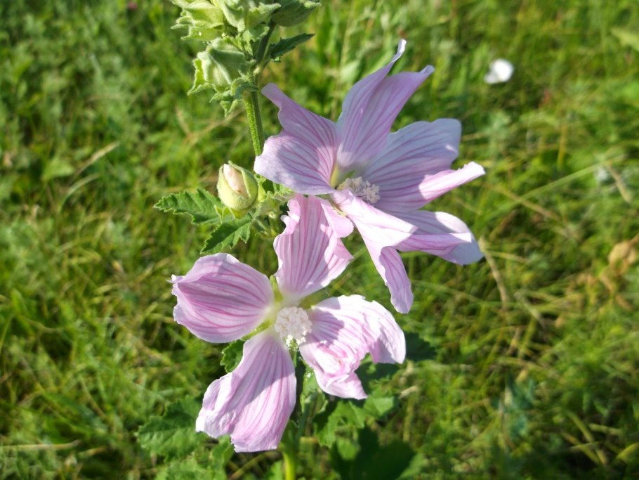 Дикая Мальва хатьма