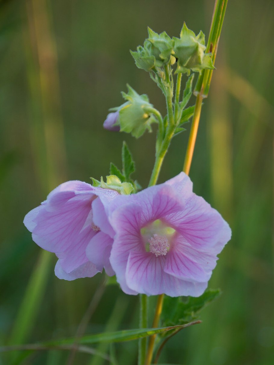 Лаватера хатьма