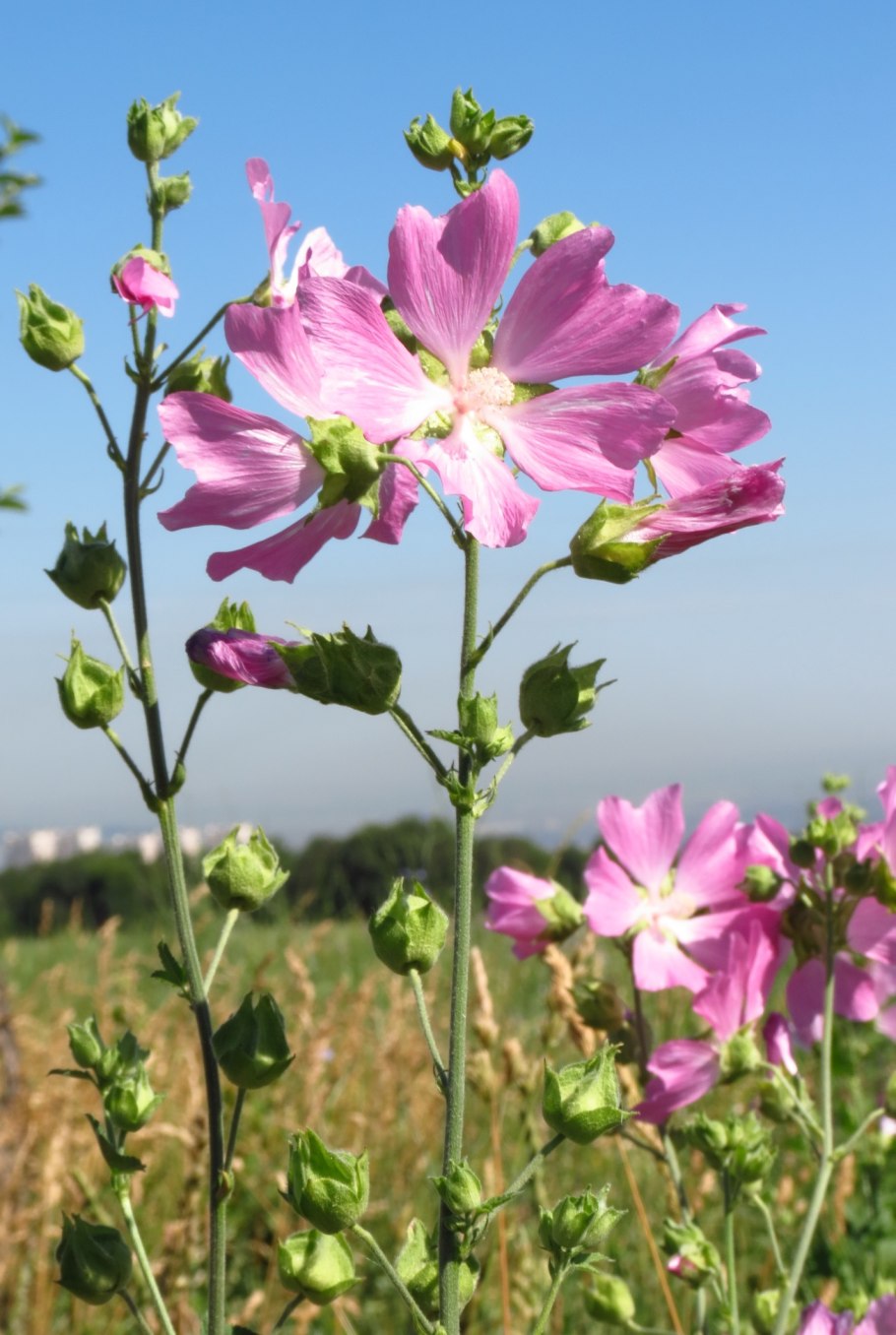Мальва тюрингенская