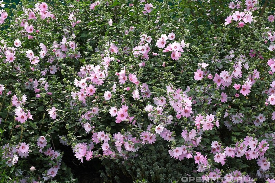 Лаватеры тюренгерская