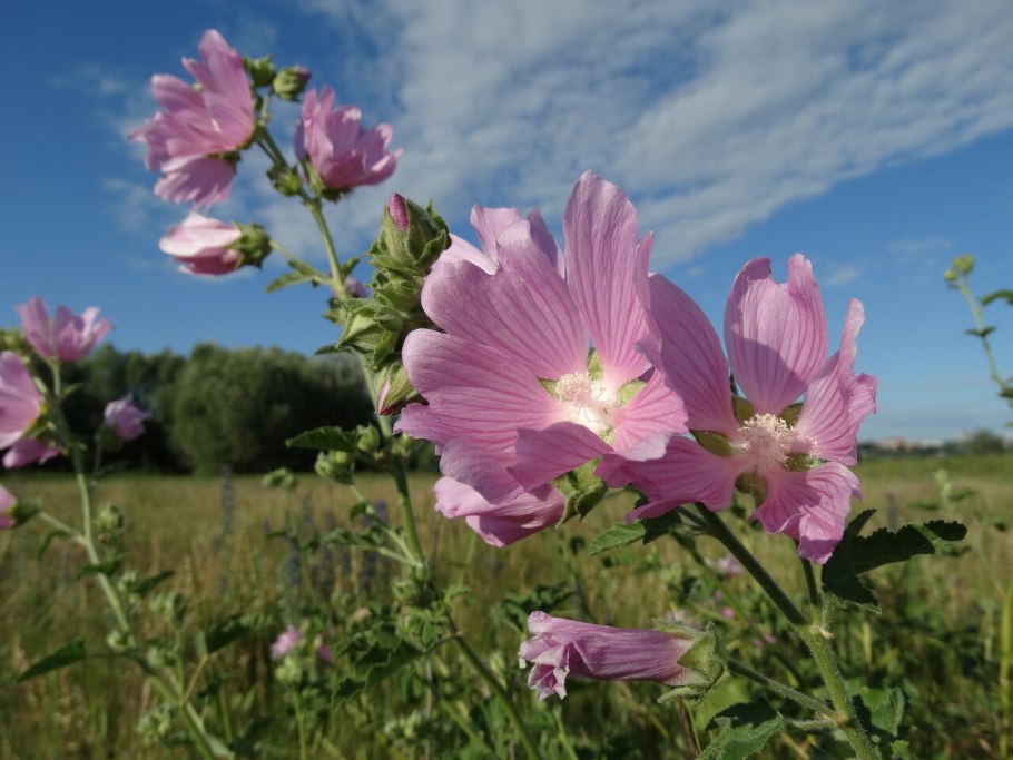 Хатьма лаватера тюрингенская
