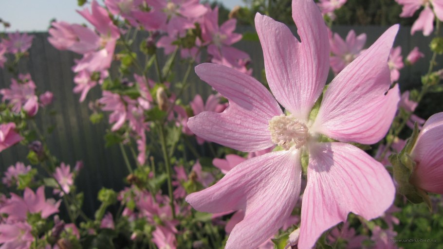 Мальва тюрингенская